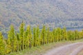 vineyards near Pommern, Rheinland Pfalz, Germany Royalty Free Stock Photo