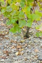 vineyards near Pommern, Rheinland Pfalz, Germany Royalty Free Stock Photo