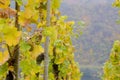 vineyards near Pommern, Rheinland Pfalz, Germany Royalty Free Stock Photo