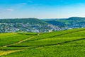 Vineyards near Rudesheim am Rhein in Germany Royalty Free Stock Photo