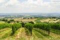 Vineyards near San Gimignano (Siena, Tuscany)