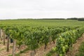 Vineyards near Sancerre