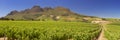 Vineyards near Stellenbosch in South Africa Royalty Free Stock Photo