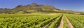 Vineyards near Stellenbosch in South Africa Royalty Free Stock Photo