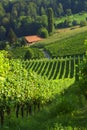 Vineyards Near SveÃÂina, Slovenia Royalty Free Stock Photo