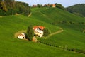 Vineyards Near SveÃÂina, Slovenia Royalty Free Stock Photo