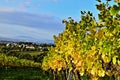 Vineyards near Vienna, Austria