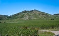 Vineyards near the wine town Achkarren, Kaiserstuhl. Breisgau, Baden, Germany, Europe Royalty Free Stock Photo