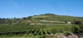 Vineyards near the wine town Achkarren, Kaiserstuhl. Breisgau, Germany, Europe Royalty Free Stock Photo