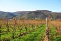 Vineyards near Wintrich on the Moselle Royalty Free Stock Photo