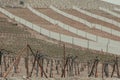 Vineyards in the north of Chile Royalty Free Stock Photo