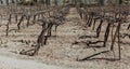 Vineyards in the north of Chile Royalty Free Stock Photo