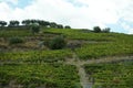 The Vineyards of Northern Portugal Royalty Free Stock Photo