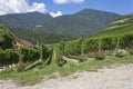 The vineyards of the Novacella Abbey, near Brixen Bressanone