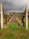 Vineyards in O Ribeiro Royalty Free Stock Photo