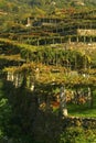 Vineyards on the old road called Via Francigena.