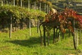 Vineyards on the old road called Via Francigena.