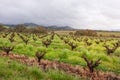 Vineyards, old vines without leaves at spring time, irrigation system installed. About to rain, foggy and cloudy landscape. Hills Royalty Free Stock Photo