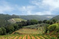 Vineyards and olive fields in Chianti, Tuscany Royalty Free Stock Photo