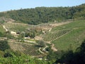 Vineyards and olive fields in Chianti Royalty Free Stock Photo