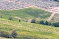 Vineyards and olive groves near San Gimignano, Siena Italy