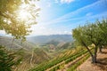 Vineyards and olive trees in the Douro Valley near Lamego, Portugal Royalty Free Stock Photo