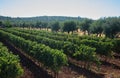 Vineyards and olive trees, grapes and olives