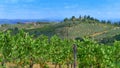 Vineyards and olive trees in a small village, Tuscany