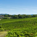 Vineyards and Olive Trees