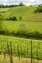 Vineyards in Oltrepo Pavese, italy, at springtime Royalty Free Stock Photo