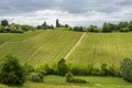 Vineyards in Oltrepo Pavese, italy, at springtime Royalty Free Stock Photo