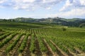 Vineyards in Oltrepo Pavese (Italy)