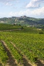 Vineyards in Oltrepo Pavese (Italy)