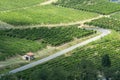 Vineyards in Oltrepo Pavese (Italy)