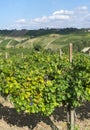 Vineyards in Oltrepo Pavese (Italy) Royalty Free Stock Photo