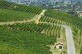 Vineyards in Oltrepo Pavese (Italy)