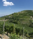 Vineyards in Oltrepo Pavese (Italy)