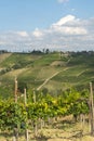 Vineyards in Oltrepo Pavese (Italy)