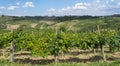 Vineyards in Oltrepo Pavese (Italy) Royalty Free Stock Photo