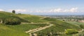 Vineyards in Oltrepo Pavese (Italy)