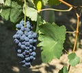 Vineyards in Oltrepo Pavese (Italy)