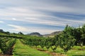 Vineyards and Orchards in Osoyoos Royalty Free Stock Photo