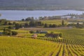 Vineyards and Orchards in Osoyoos