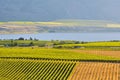 Vineyards and Orchards in Osoyoos Royalty Free Stock Photo
