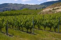 Vineyards and orchards. Osoyoos, B.C.