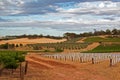 Vineyards and orchards under cumulus and cirrus cloudscape in Barossa Valley