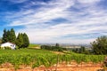 Vineyards in Oregon Royalty Free Stock Photo