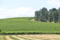 Vineyards in Oregon Wine Country