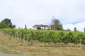 Vineyards in Oregon Wine Country