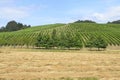 Vineyards in Oregon Wine Country